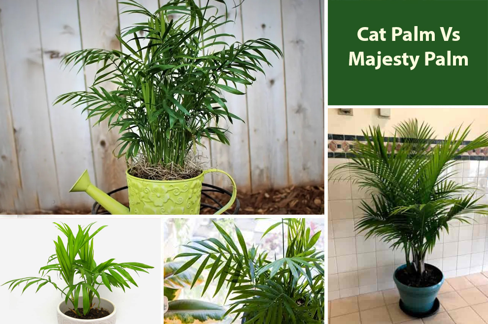 Cat Palm vs Majesty Palm