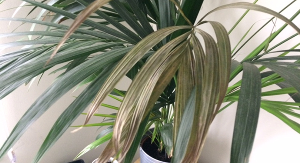 Causes Brown Tips On Kentia Palm