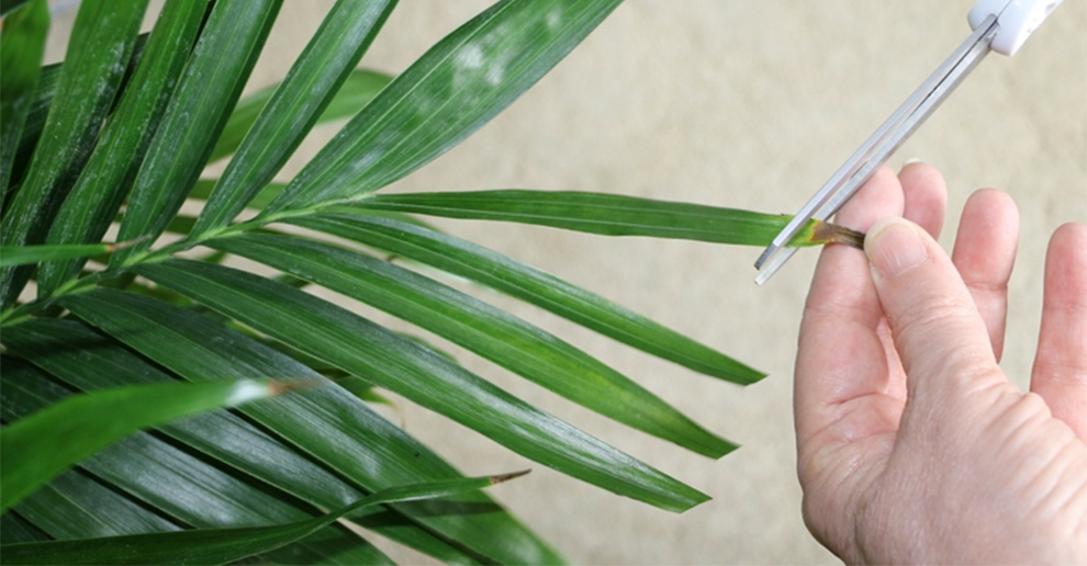 Cut Yellow Leaves Off The Sago Palm