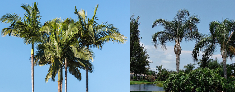 Difference Between King And Queen Palm Leaves