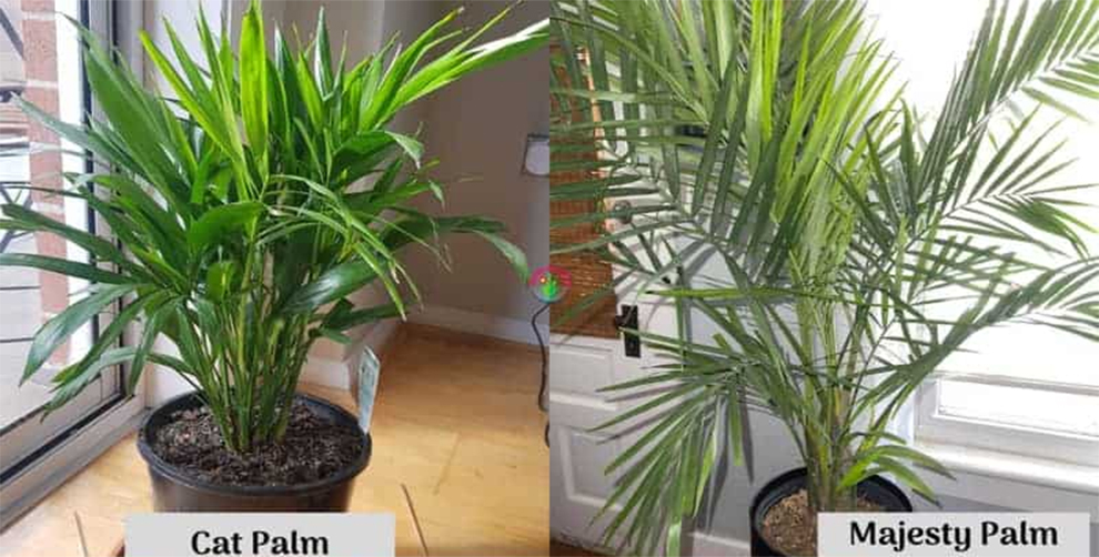 Differences in cat palm and majesty palm leaf