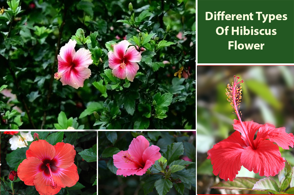Different Types Of Hibiscus Flower