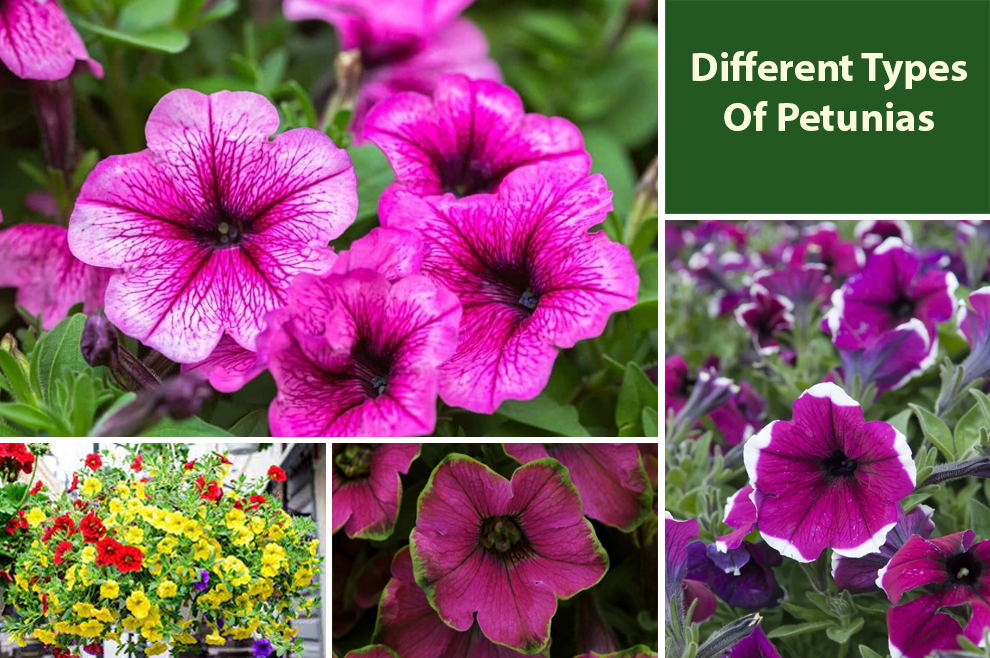 Different Types Of Petunias