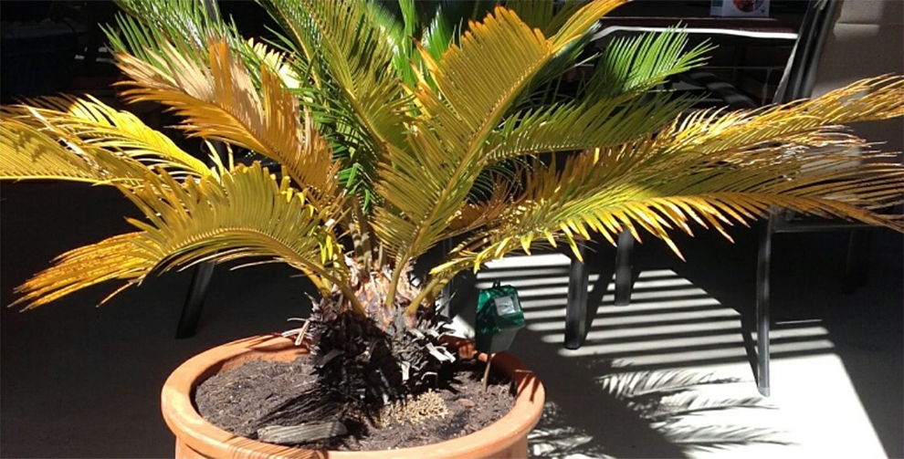 Fix A Yellow Sago Palm