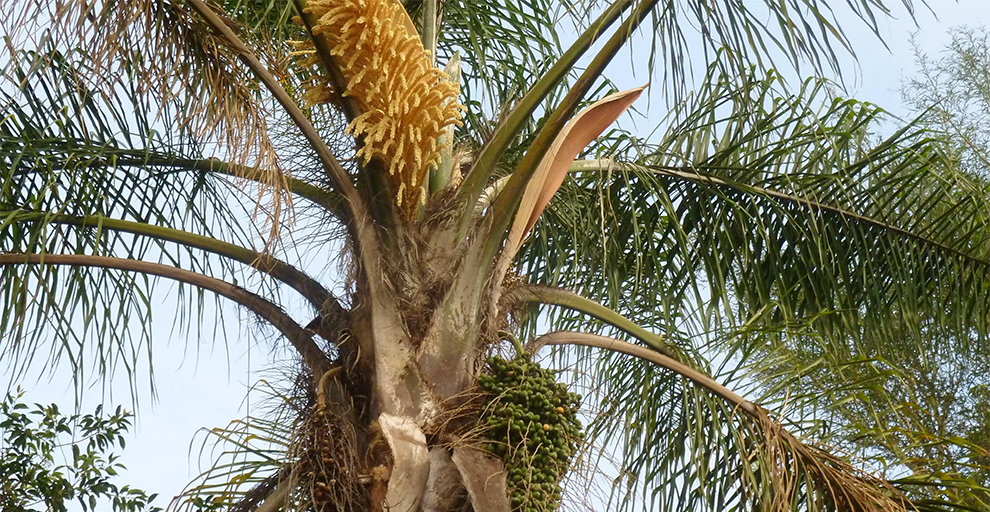 Follows After Queen Palm Seed Plantation