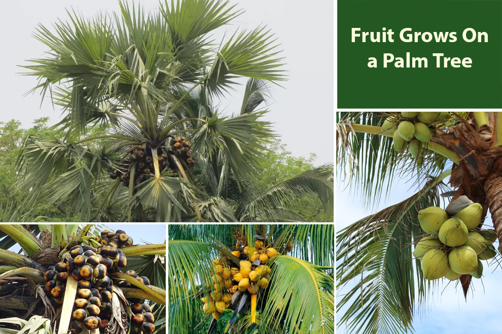 Fruit Grows On a Palm Tree