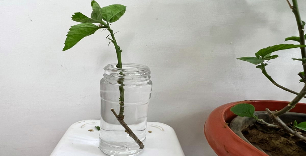 Grow Hibiscus Plant From Cuttings In Water