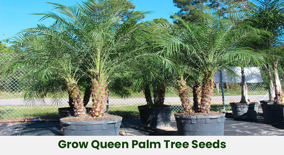 Grow Queen Palm Tree Seeds