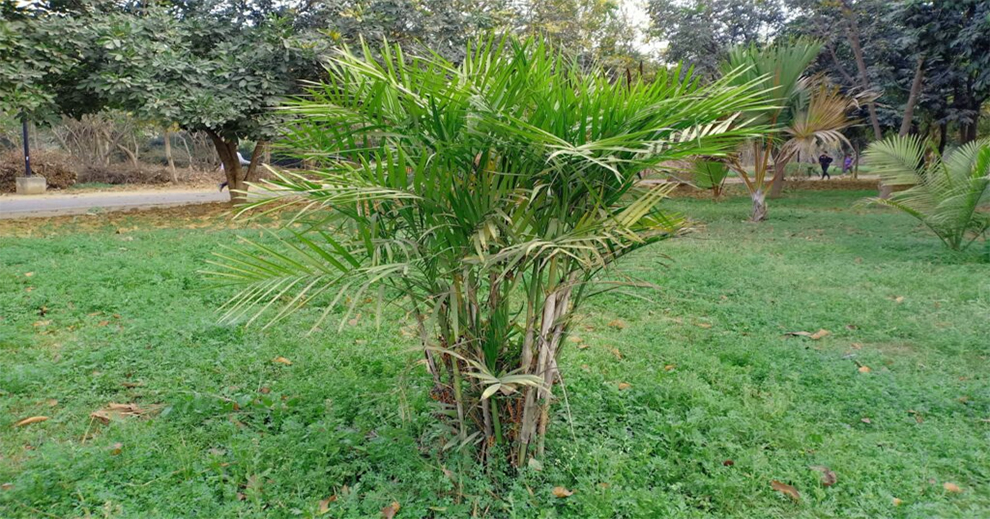 Growing Requirements Of Cat and Majesty Palm