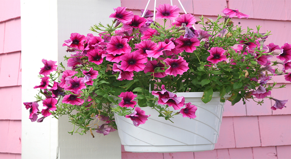 Hanging Baskets Or Pots