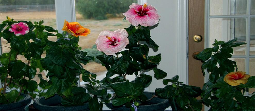 Hibiscus Be Grown Indoors