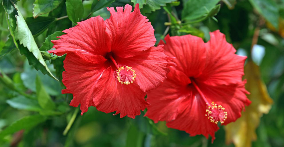 Hibiscus Easy To Grow