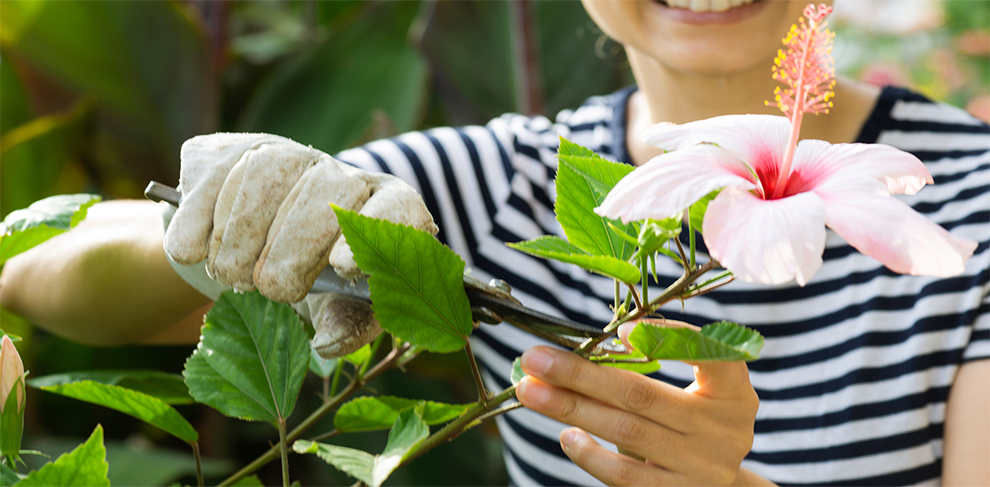 Hibiscus Indoor Plant Pruning