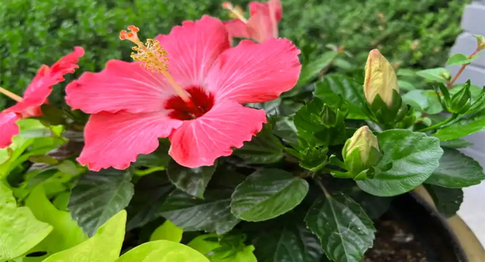 Hibiscus Lifespan