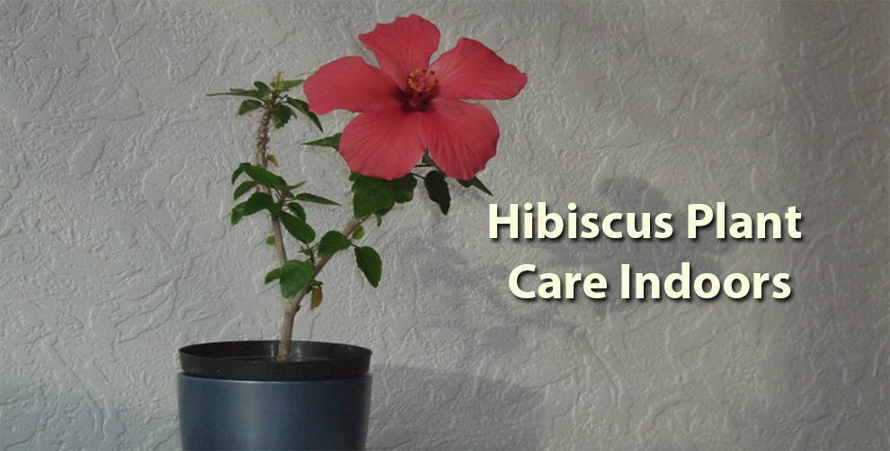 Hibiscus Plant Care Indoors