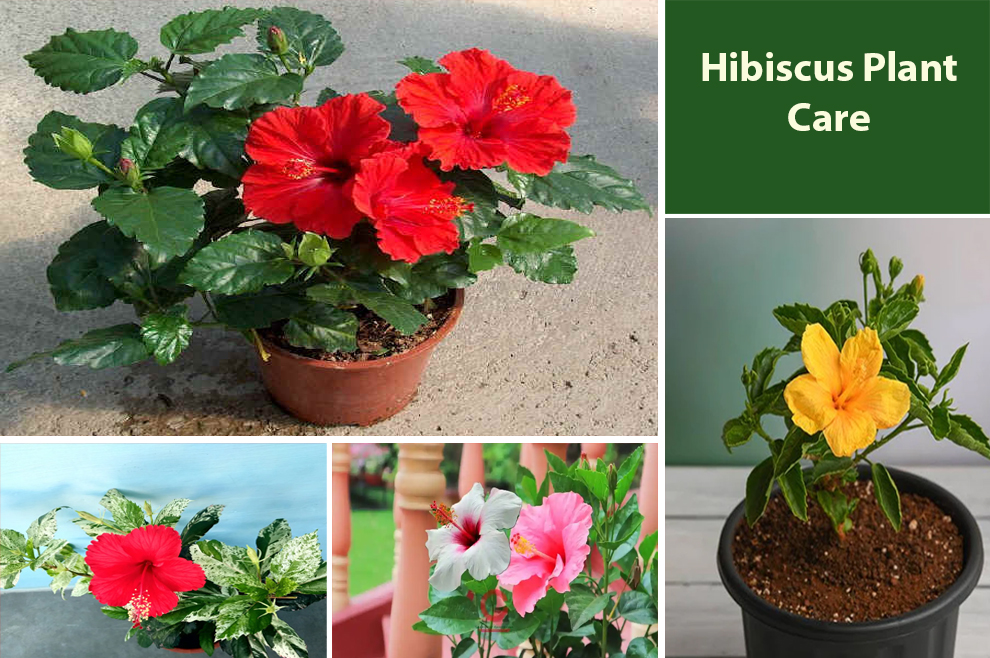 Hibiscus Plant Care