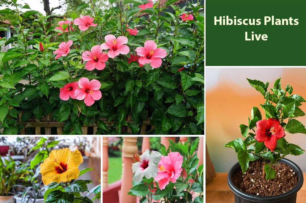 Hibiscus Plants Live