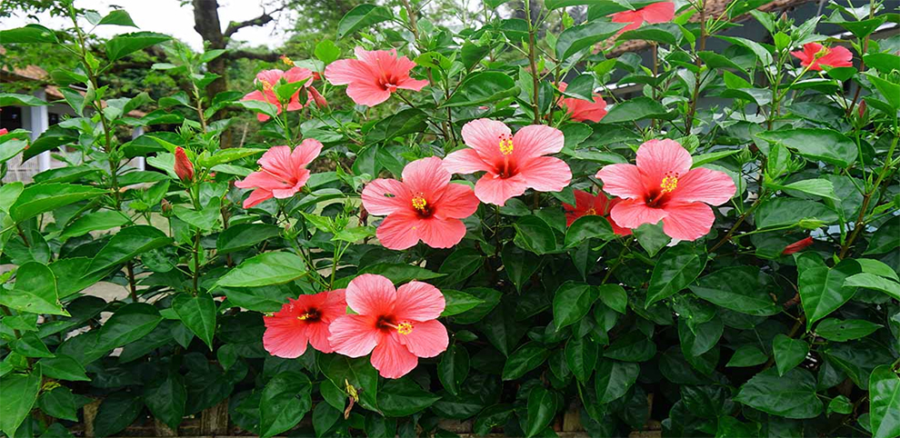 Hibiscus