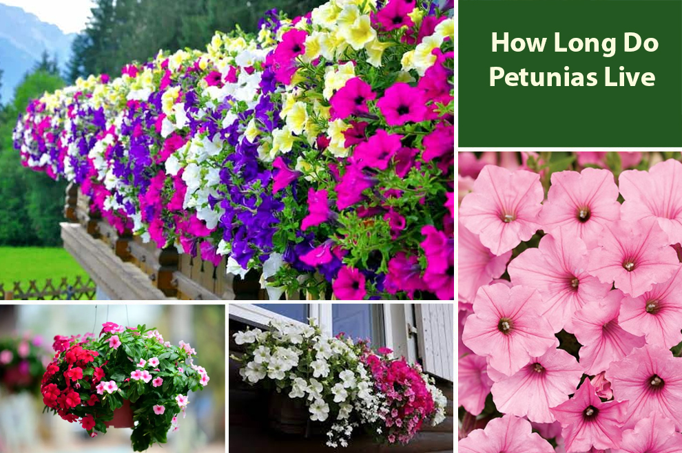  How Long Do Petunias Live 