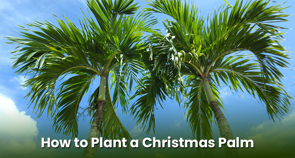 How to Plant a Christmas Palm