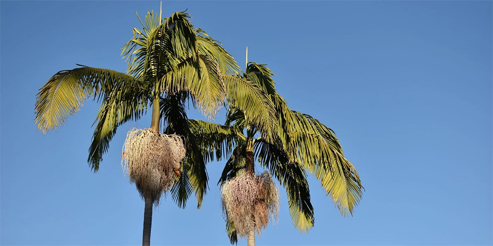 Indoor Palm Trees Flower