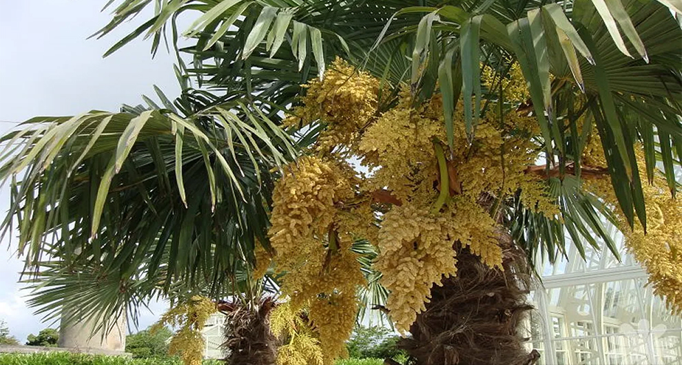 Inflorescence