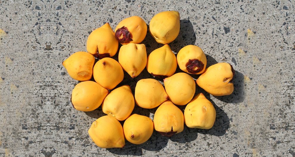 Jubaea Chilensis Fruits