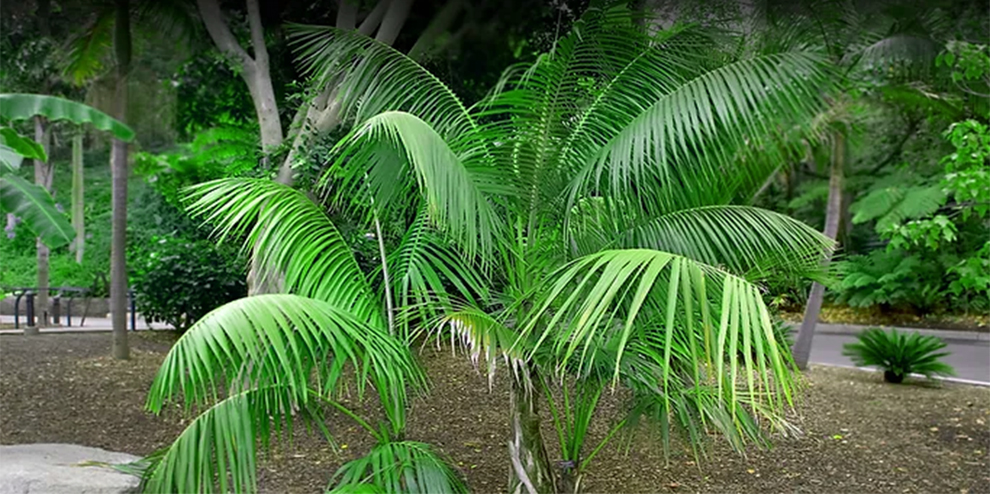 Kentia Palm light requirements