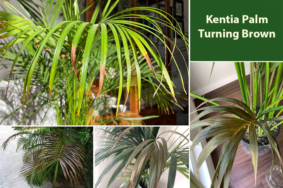 Kentia Palm Turning Brown