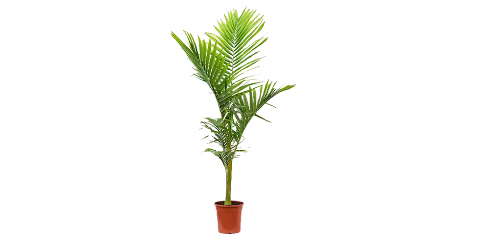 King Palm Vs Queen Palm Tree Differences - EmbraceGardening