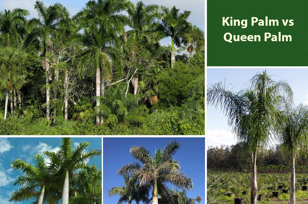 King Palm Vs Queen Palm