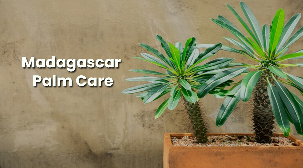 Madagascar Palm Care