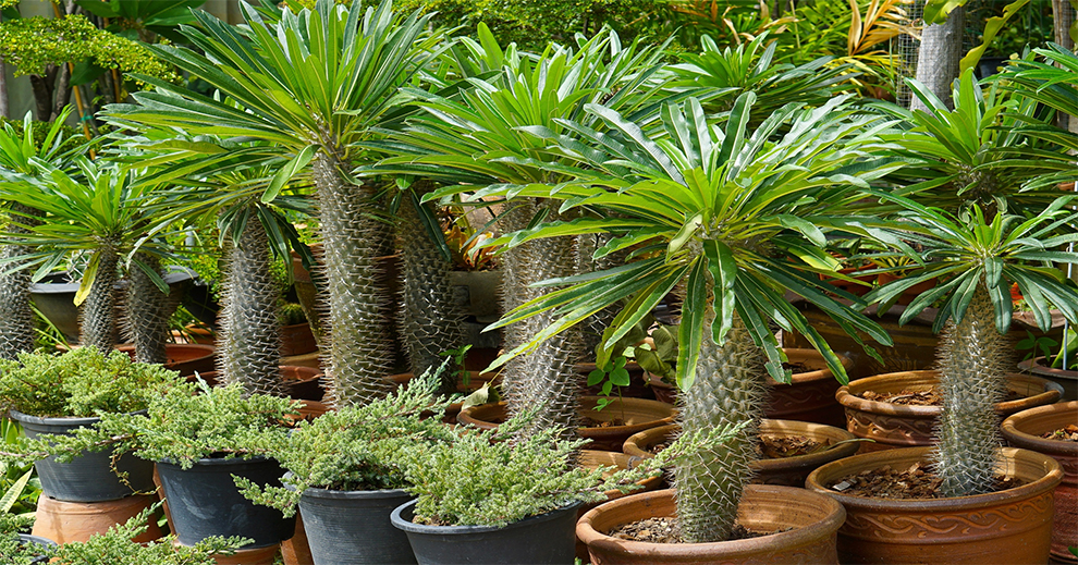 Madagascar Palm Indoor Care