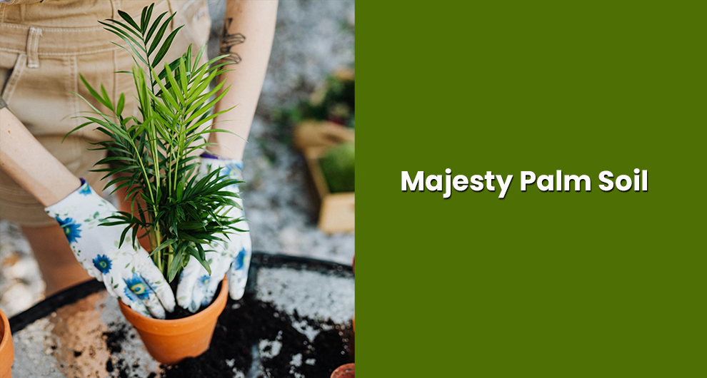 Majesty Palm Soil