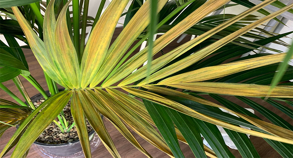 My Kentia Palm Going Brown