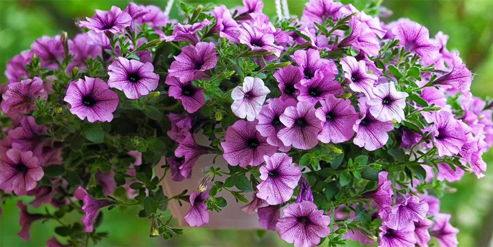 My Petunias Growing So Slowly