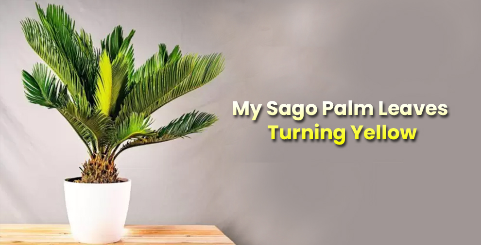 My Sago Palm Leaves Turning Yellow