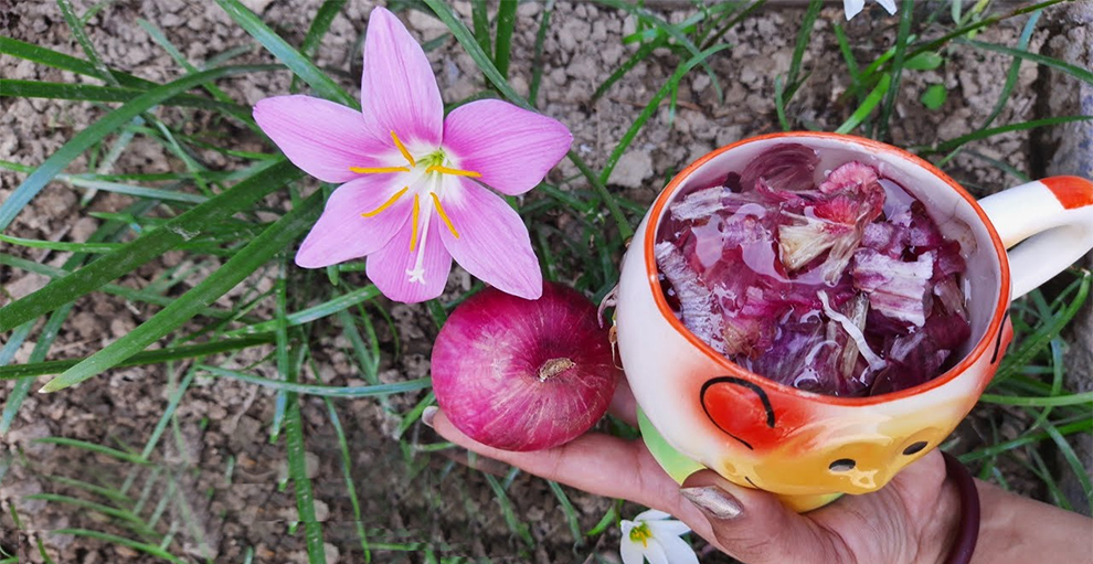 Onion Peel Water Good For Hibiscus Plants