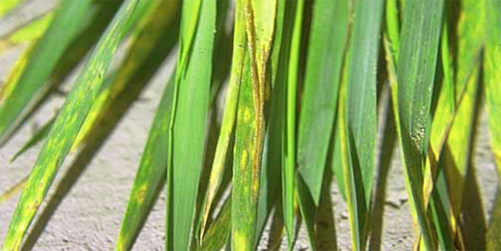 Palm Leaf Spot Treatment Options