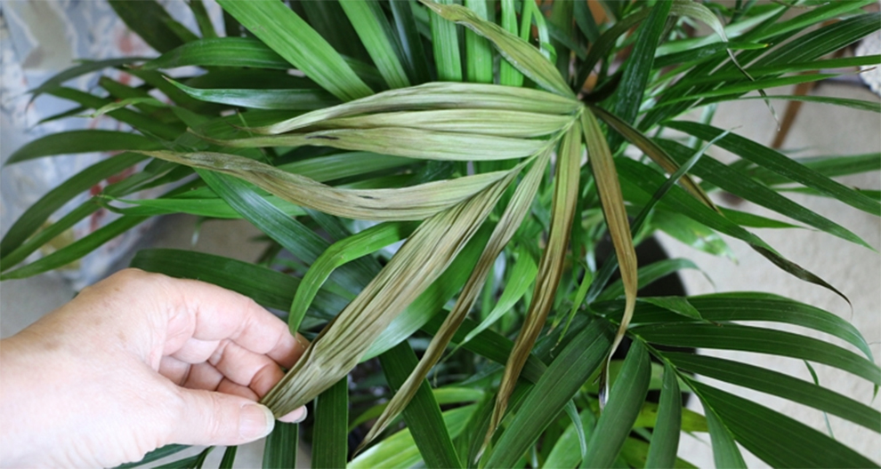 Palm Leaves Turning Black