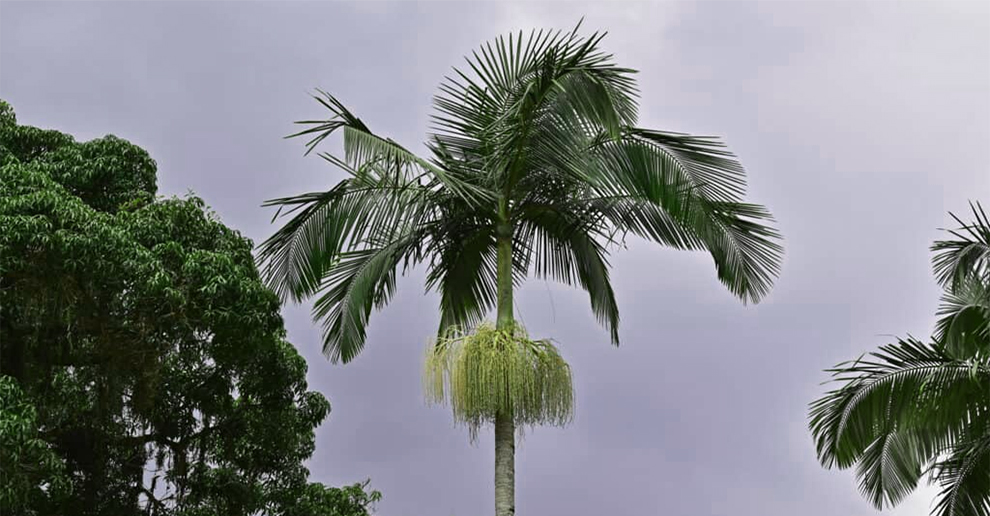 Palm Trees Bloom