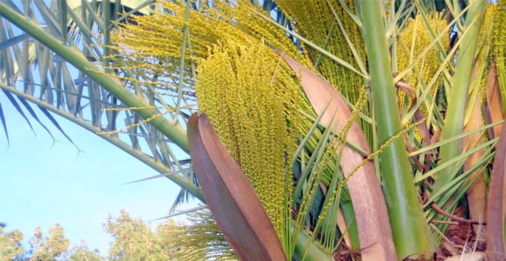 Palm Trees Have Flowers That Are Male or Female