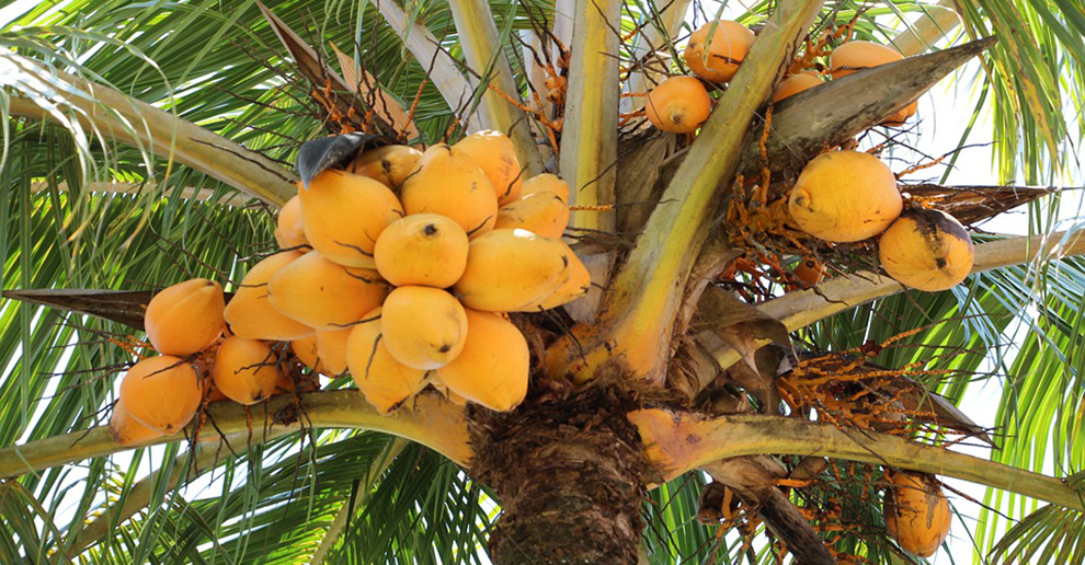 Palm Trees Produce Fruits