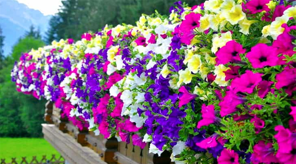 Petunia Growth Rate Fast