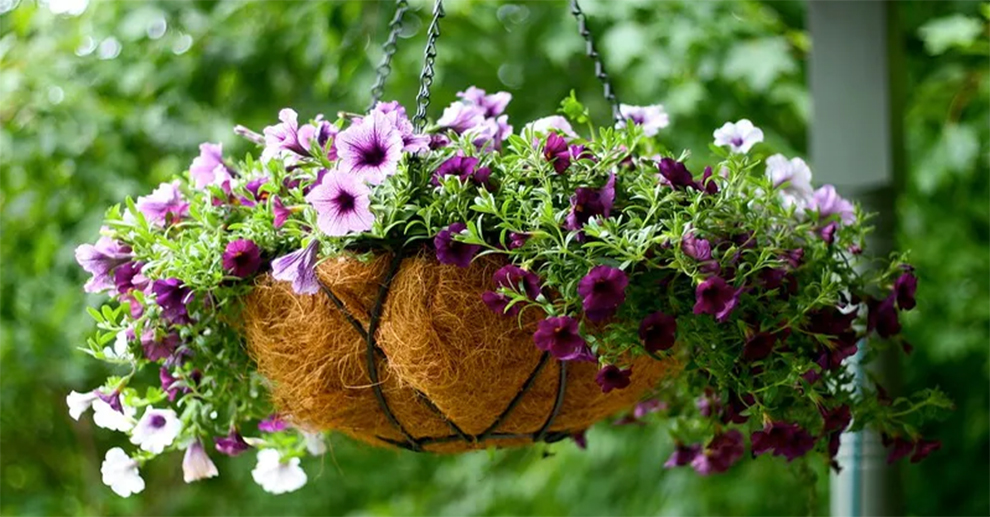 Petunias In Hanging Baskets
