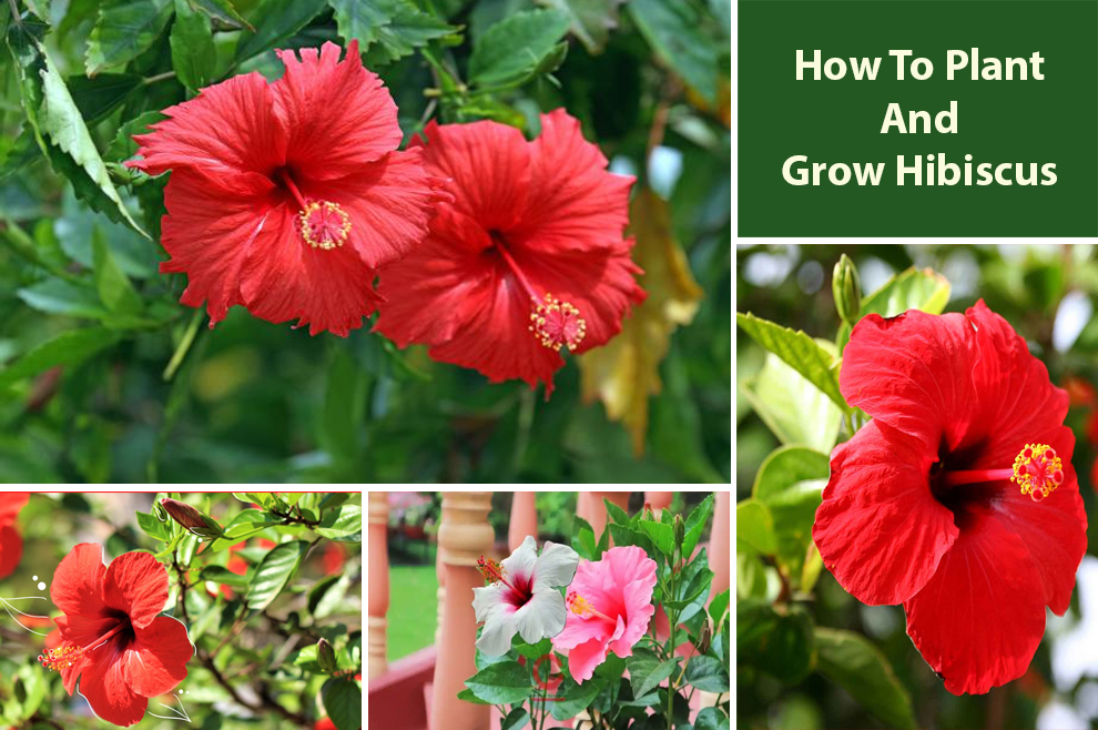 Plant And Grow Hibiscus