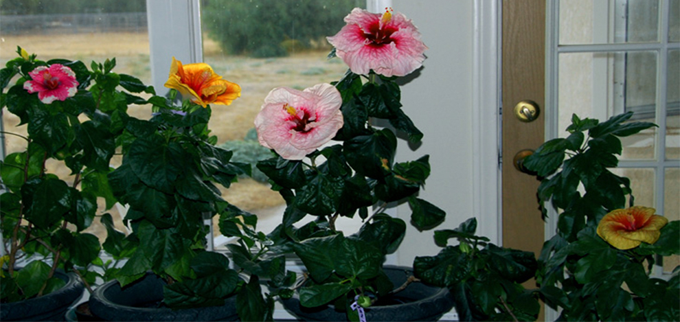Potted Hibiscus Tree Care In Winter