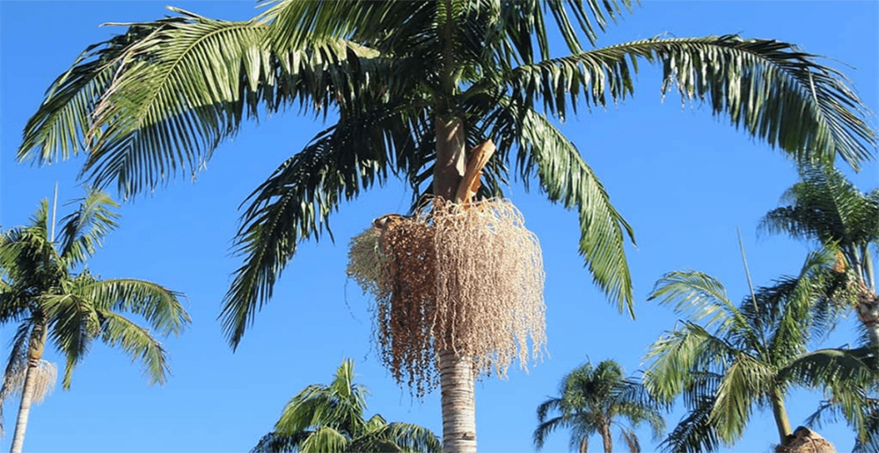 Queen and king palm differences in flowering