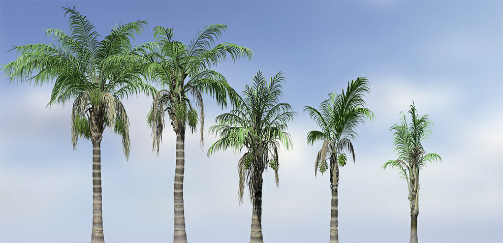 Queen Palm