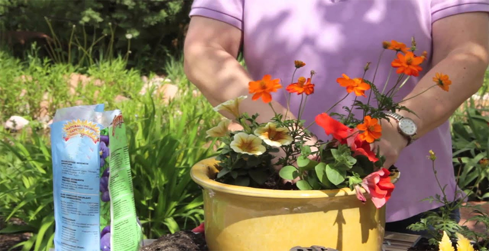 should I repot petunias